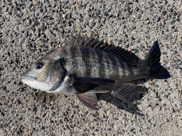 イチノ兄弟、釣果!