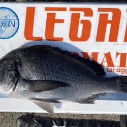 チヌフカセ釣り