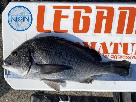 チヌフカセ釣り