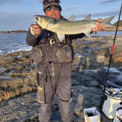 和歌山市江(吉丸渡船)でグレ釣り