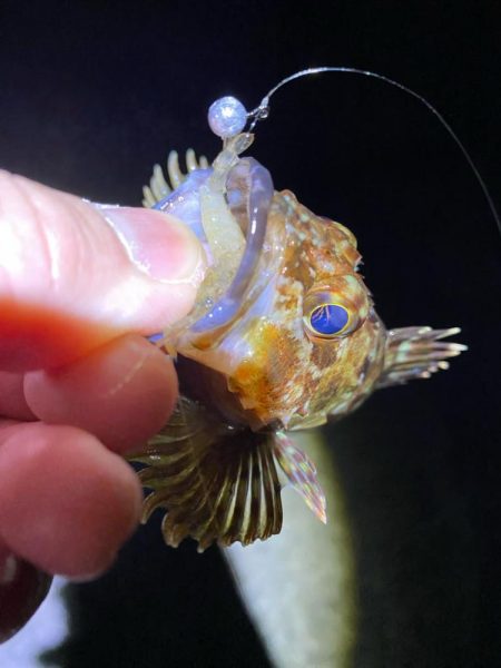 ハッピーニューイヤーは新釣法で!