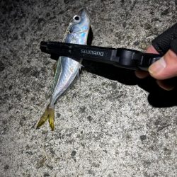 シーズンラストアジング？