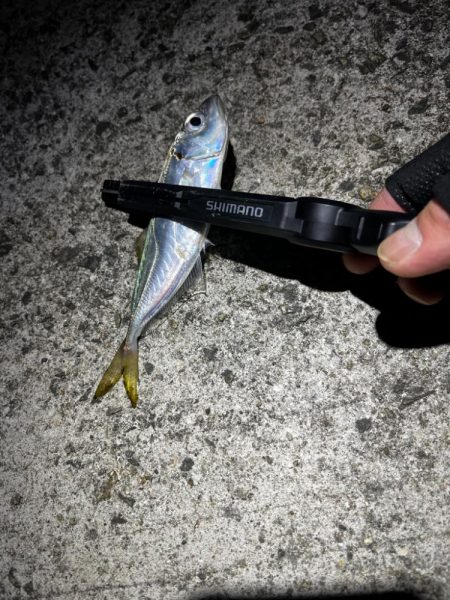 シーズンラストアジング？