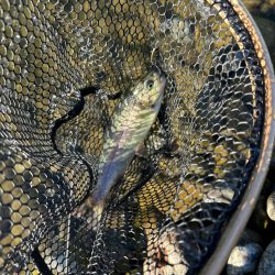 北方マス釣り場へ