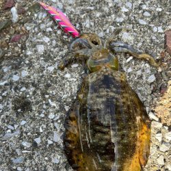 寒さを吹き飛ばすアタリ