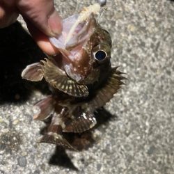 メバルいないかなー？