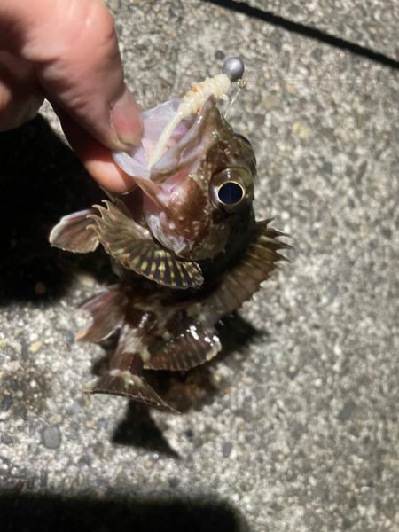 メバルいないかなー？