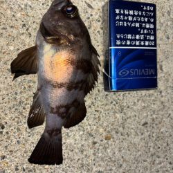 メバル⑤