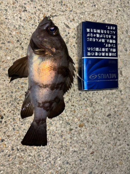 メバル⑤