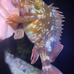 メバルを探して…