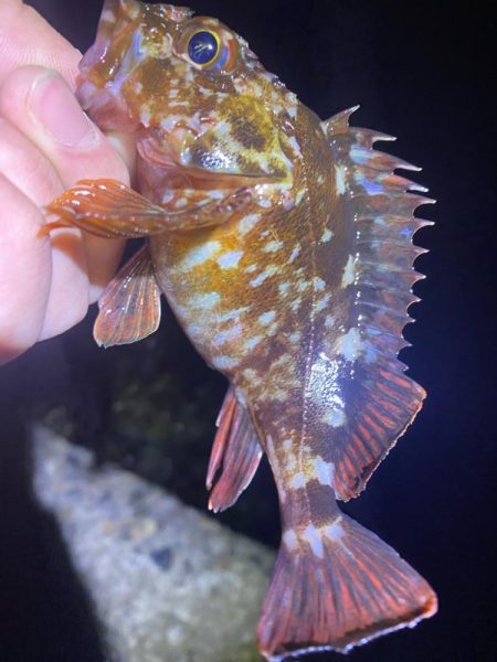 メバルを探して…