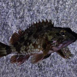 ガシリング釣れました♪