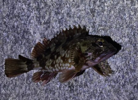 ガシリング釣れました♪