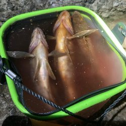 東二見メバル13