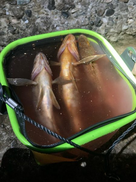 東二見メバル13