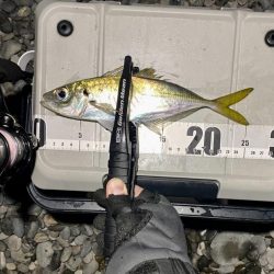 アジングつ抜け