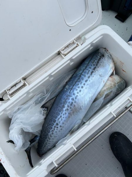 今年初釣りで特選サワラ!