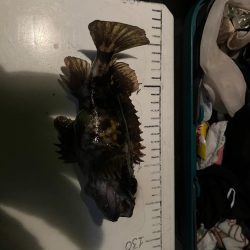 根魚ライトゲーム