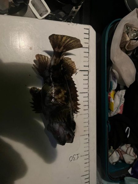 根魚ライトゲーム