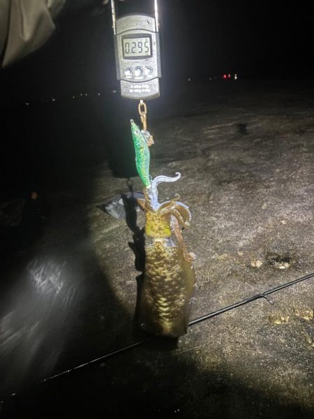 【白浜〜田辺エリア】冬イカ発見！