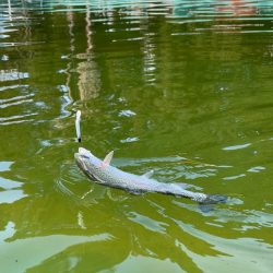 八尾の久宝寺でプールトラウト