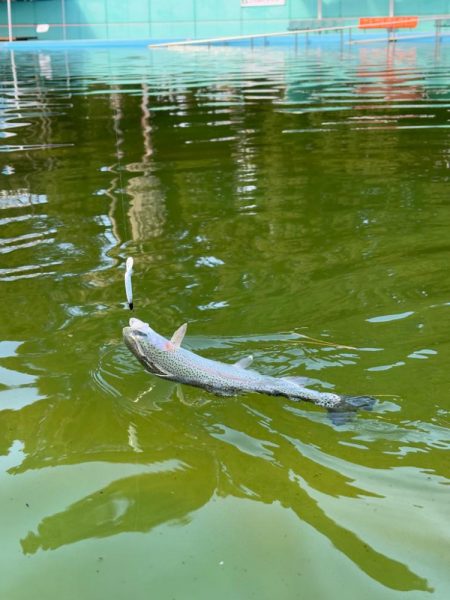 八尾の久宝寺でプールトラウト