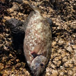 地磯でクロ釣り