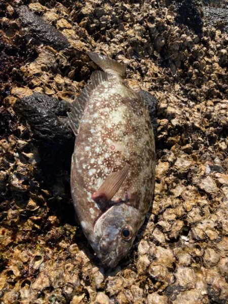 地磯でクロ釣り