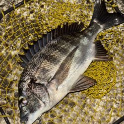 ヘチってきました