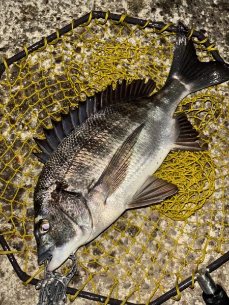 ヘチってきました