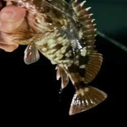 初釣りアジング