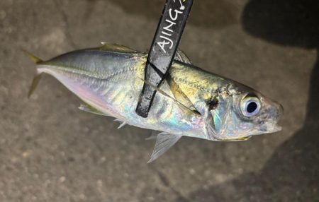 やっとこさ!2 笑笑