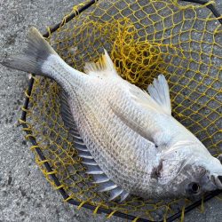 ヘチってきました