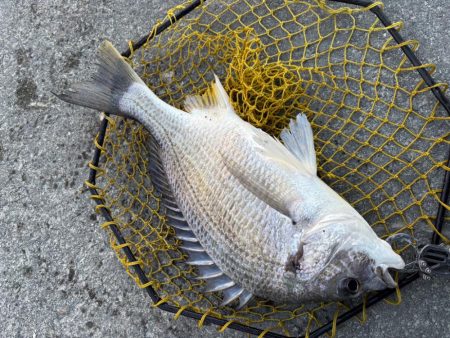 ヘチってきました