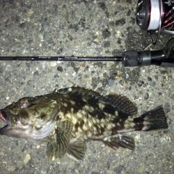 悶絶アジング&ロックフィッシュ