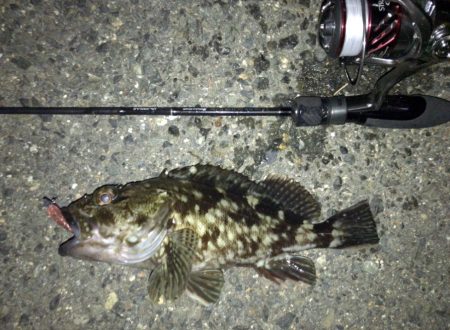 悶絶アジング&ロックフィッシュ