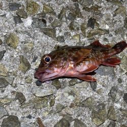 姫路メバリング｜ガシラ覚悟のボトム攻めで良型メバル発見！