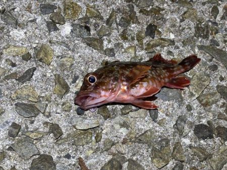 姫路メバリング｜ガシラ覚悟のボトム攻めで良型メバル発見！