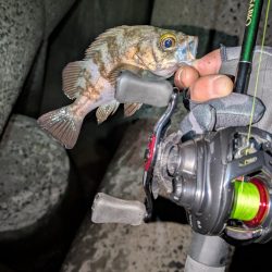 ベイトメバリング