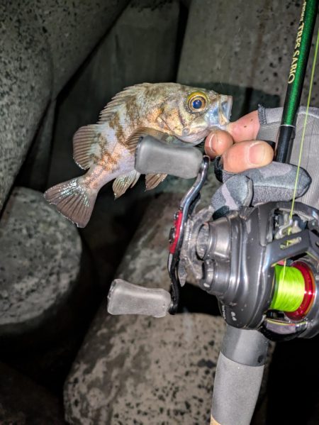 ベイトメバリング