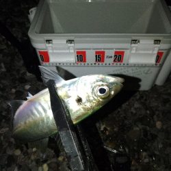 (尺アジ)フロートゲーム~