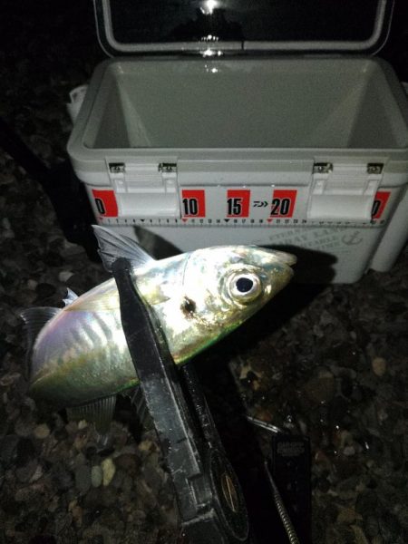 (尺アジ)フロートゲーム~