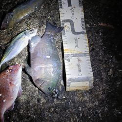 1/17釣果　真鯛微妙なサイズ入れ食い。