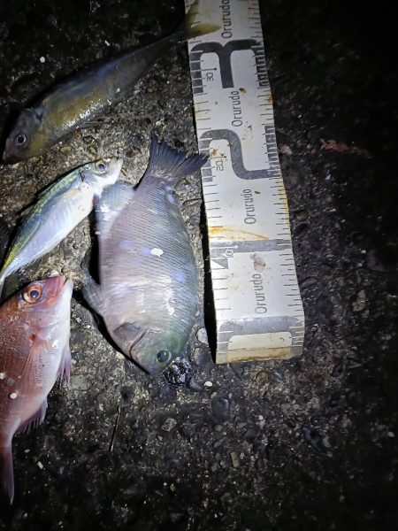 1/17釣果　真鯛微妙なサイズ入れ食い。