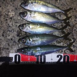 鱒レンジャーアジング