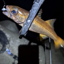 陸っぱり釣行記