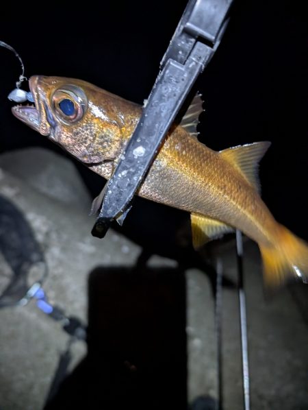 陸っぱり釣行記
