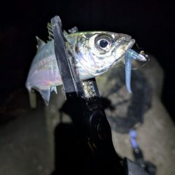 陸っぱり釣行記