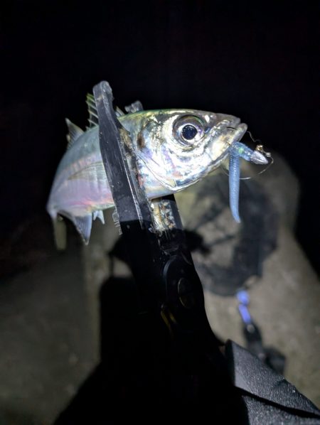 陸っぱり釣行記