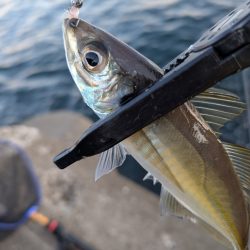 陸っぱり釣行記